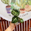 Alocasia Black Velvet