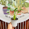 Alocasia Tiny Dancer