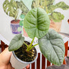 Alocasia Melo