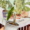 Alocasia Metalic Blue