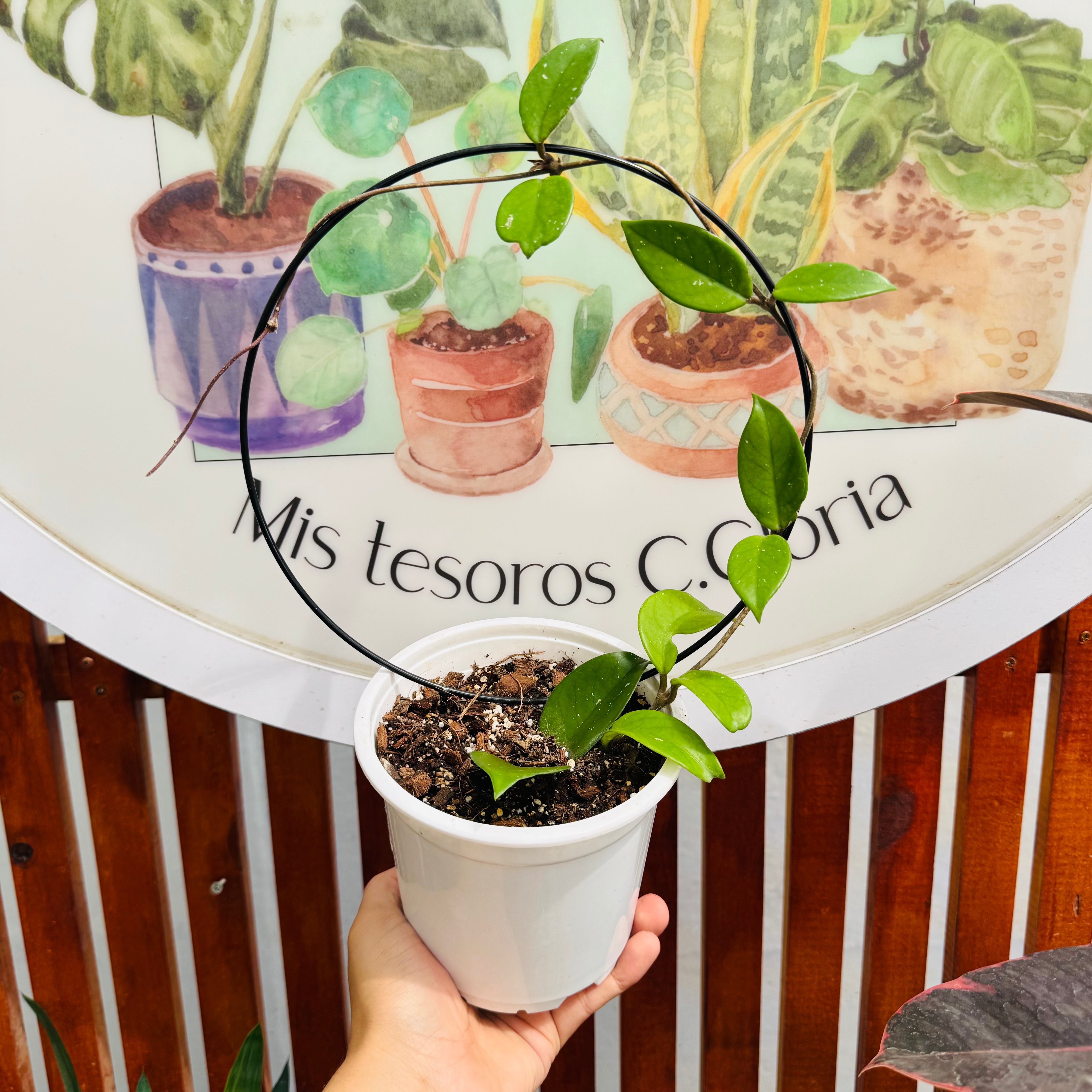 Vivero Mis Tesoros C Gloria