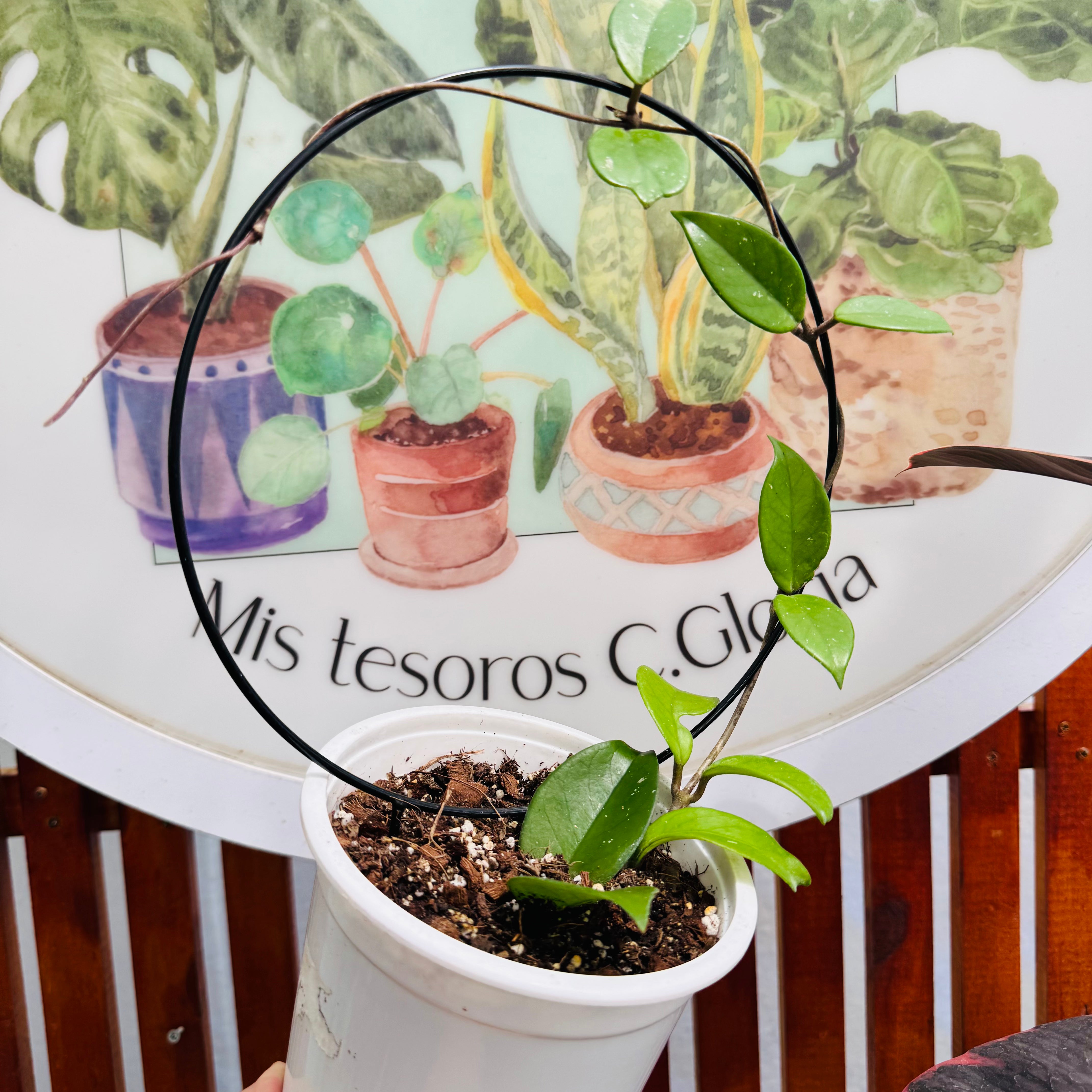 Clepia (hoya carnosa) con Tutor