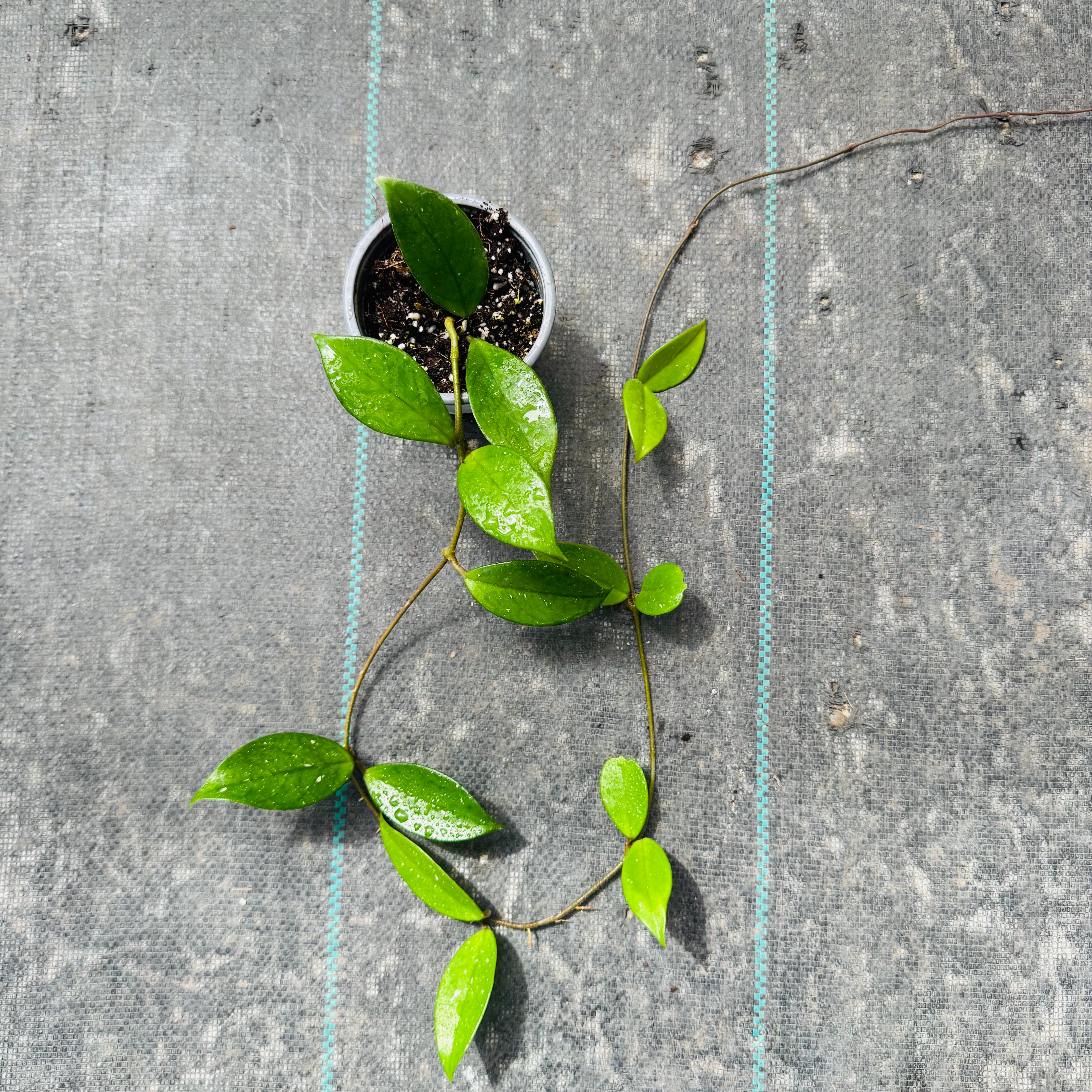 Hoya carnosa (clepia verde)