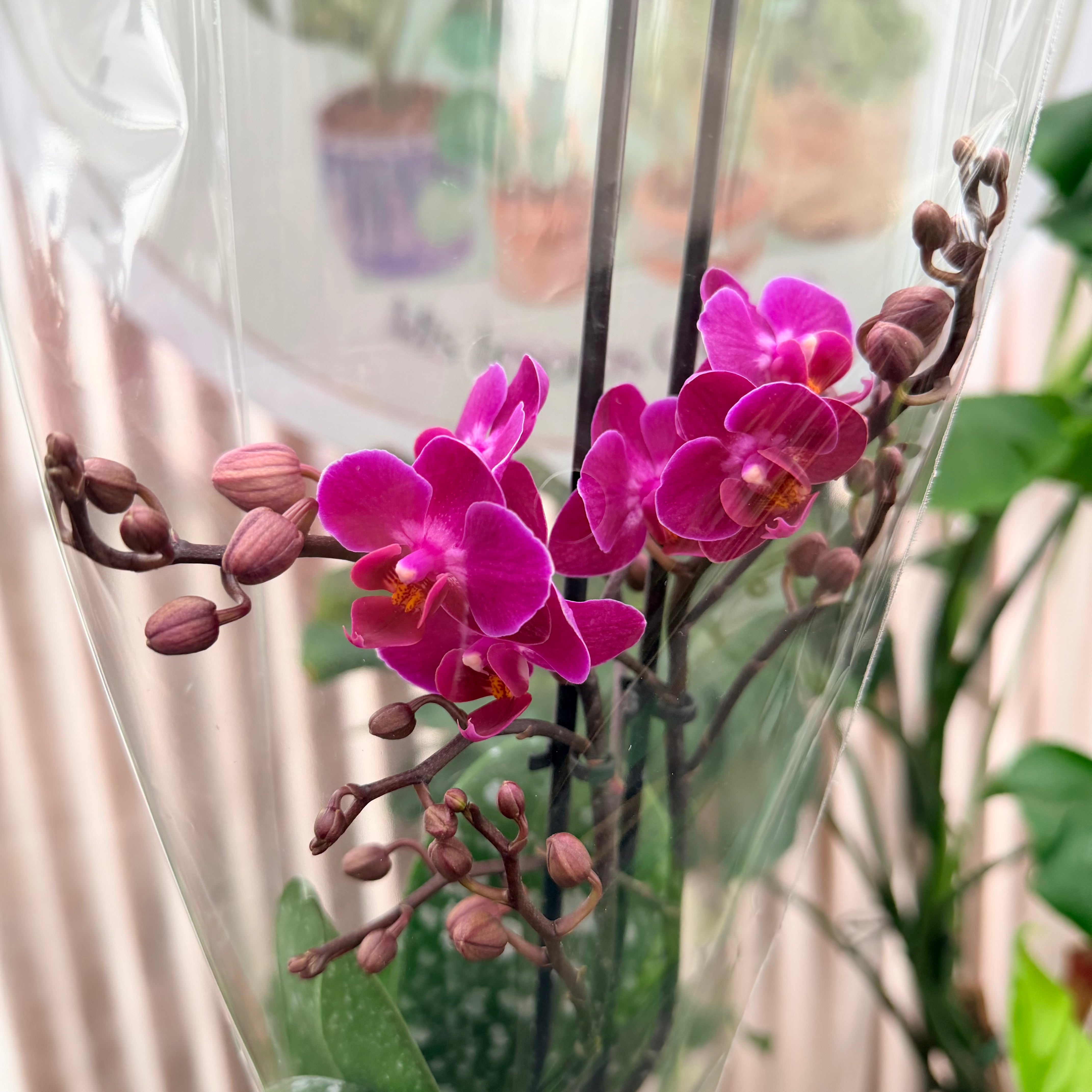 Orquídea Phanalopsis