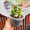 Hoya Compacta Variegada