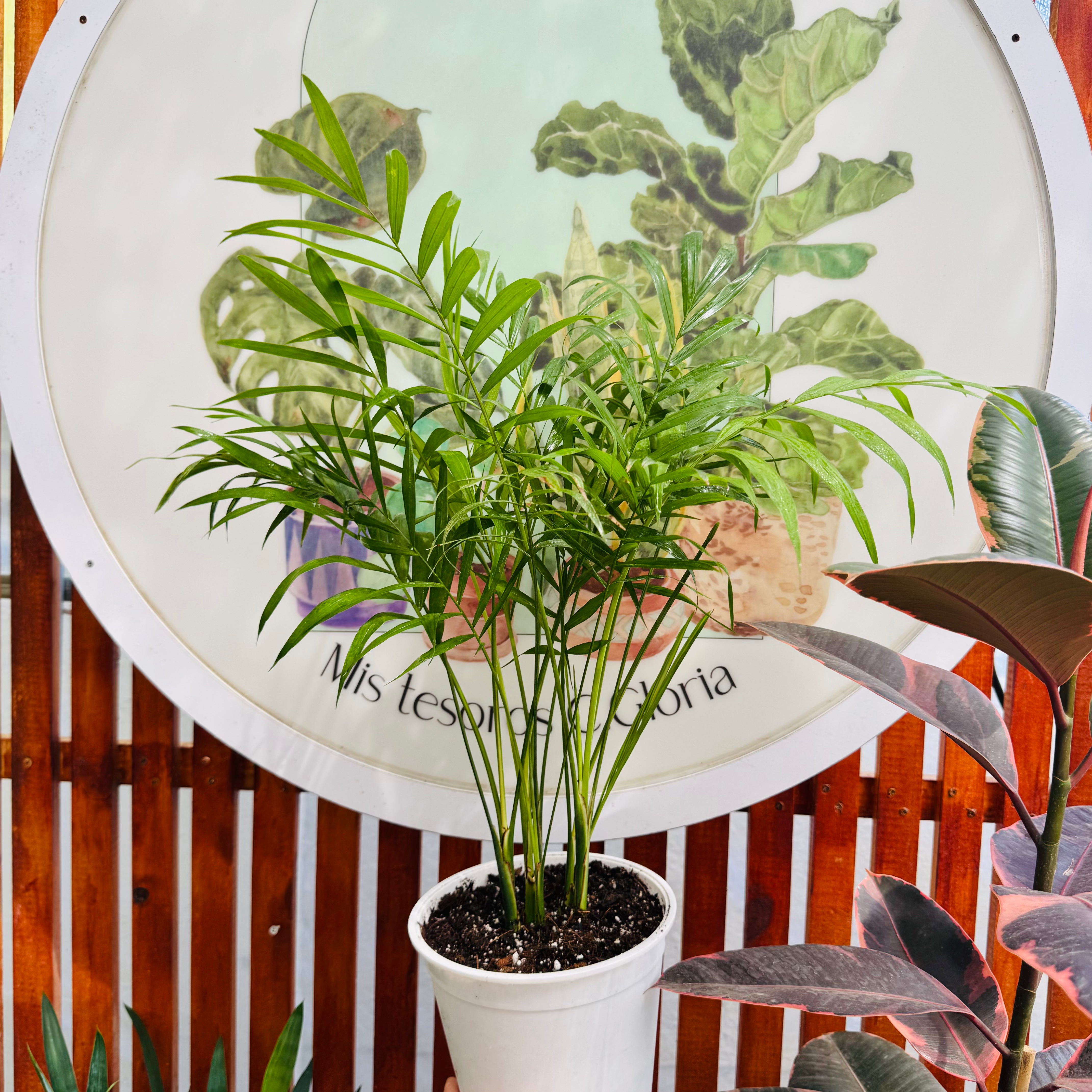 Chamadorea Elegans 