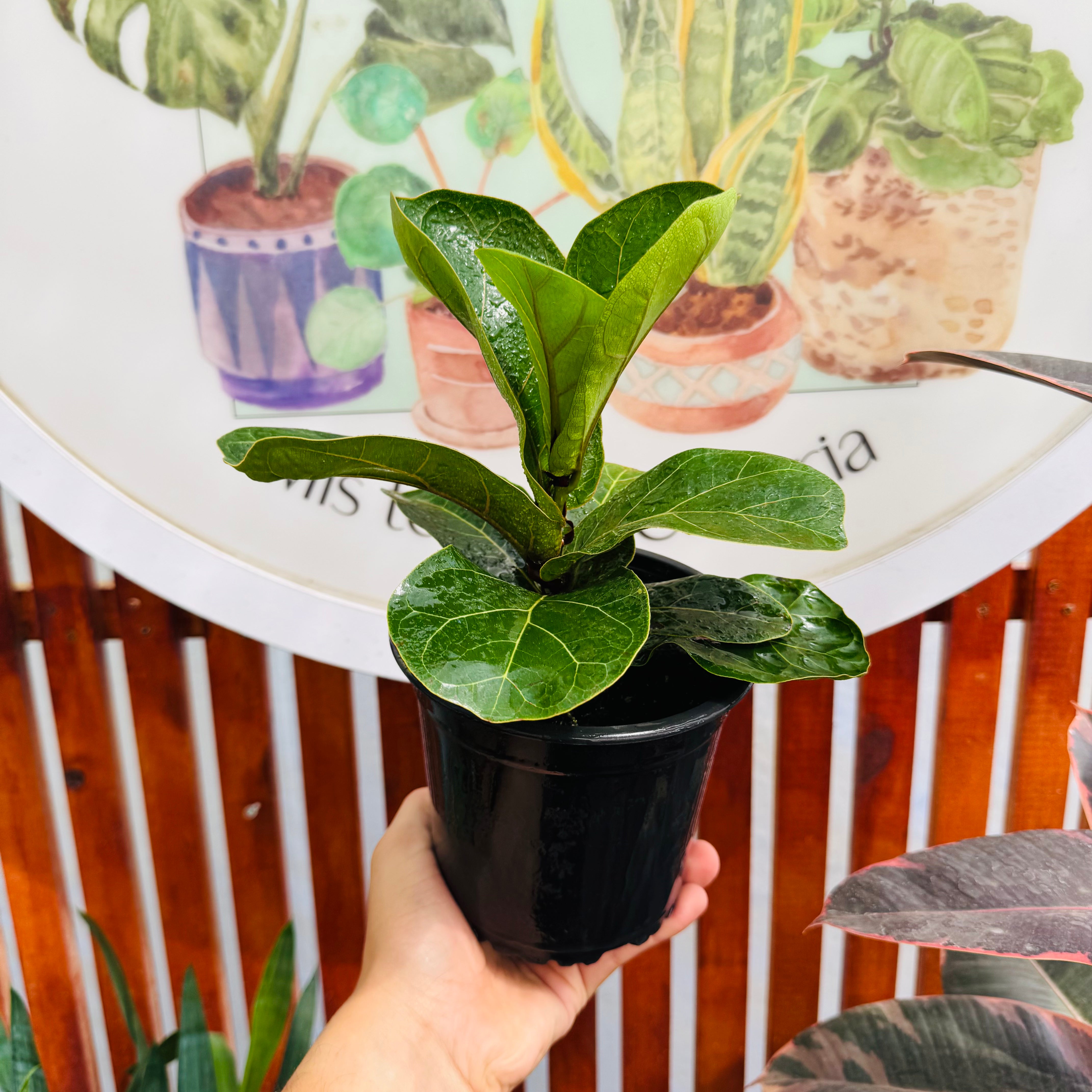Ficus Lyrata Babino