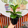 Ficus Lyrata Babino
