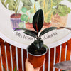 Ficus Burgondy