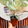 Ficus Asahe Pink
