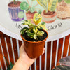 Ficus Shiveriano / Variegado