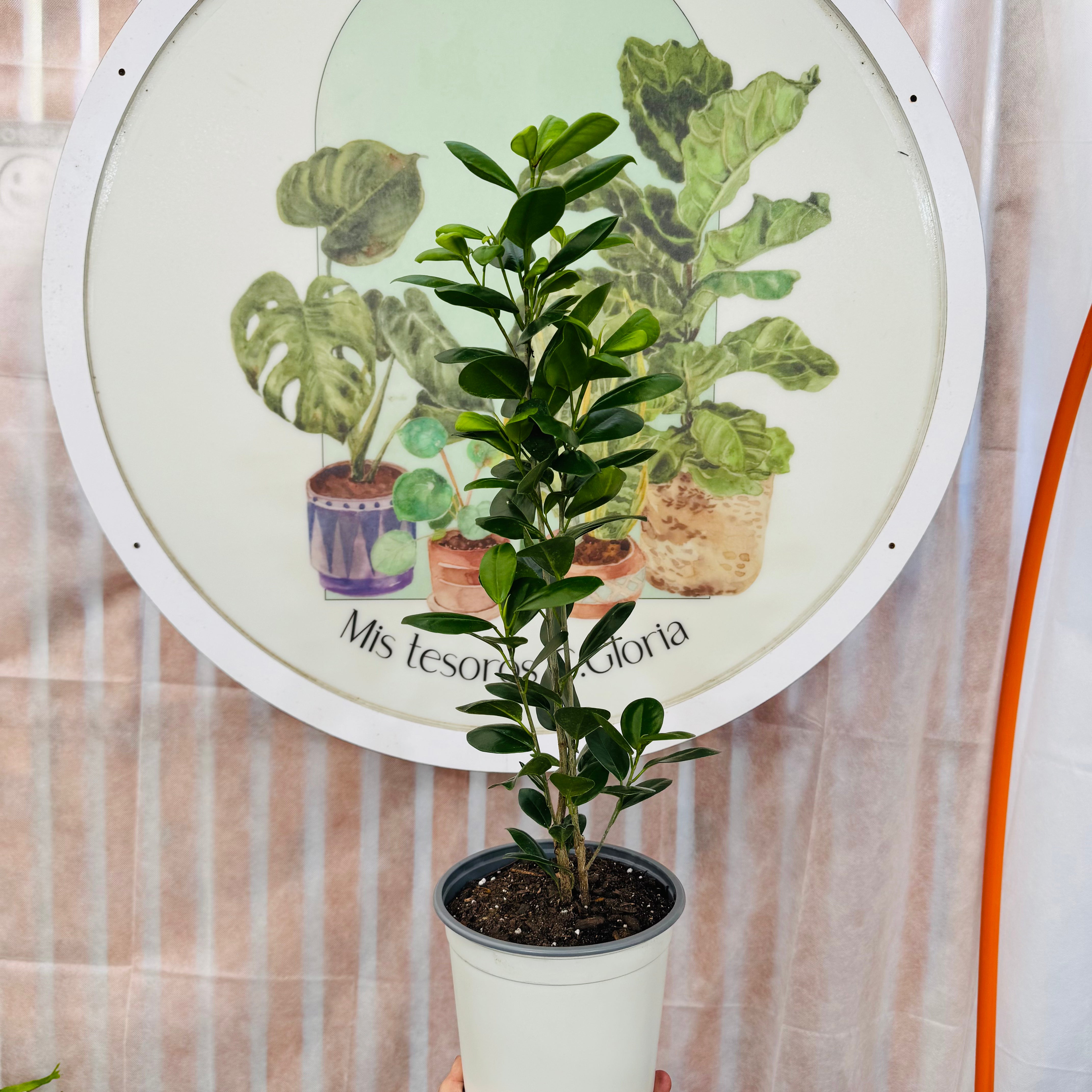 Ficus Moclame