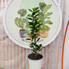 Ficus Moclame