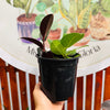 Ficus Doble Altísima + Burgondy