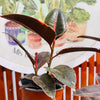 Ficus Rubí