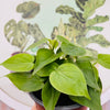 Codatum verde