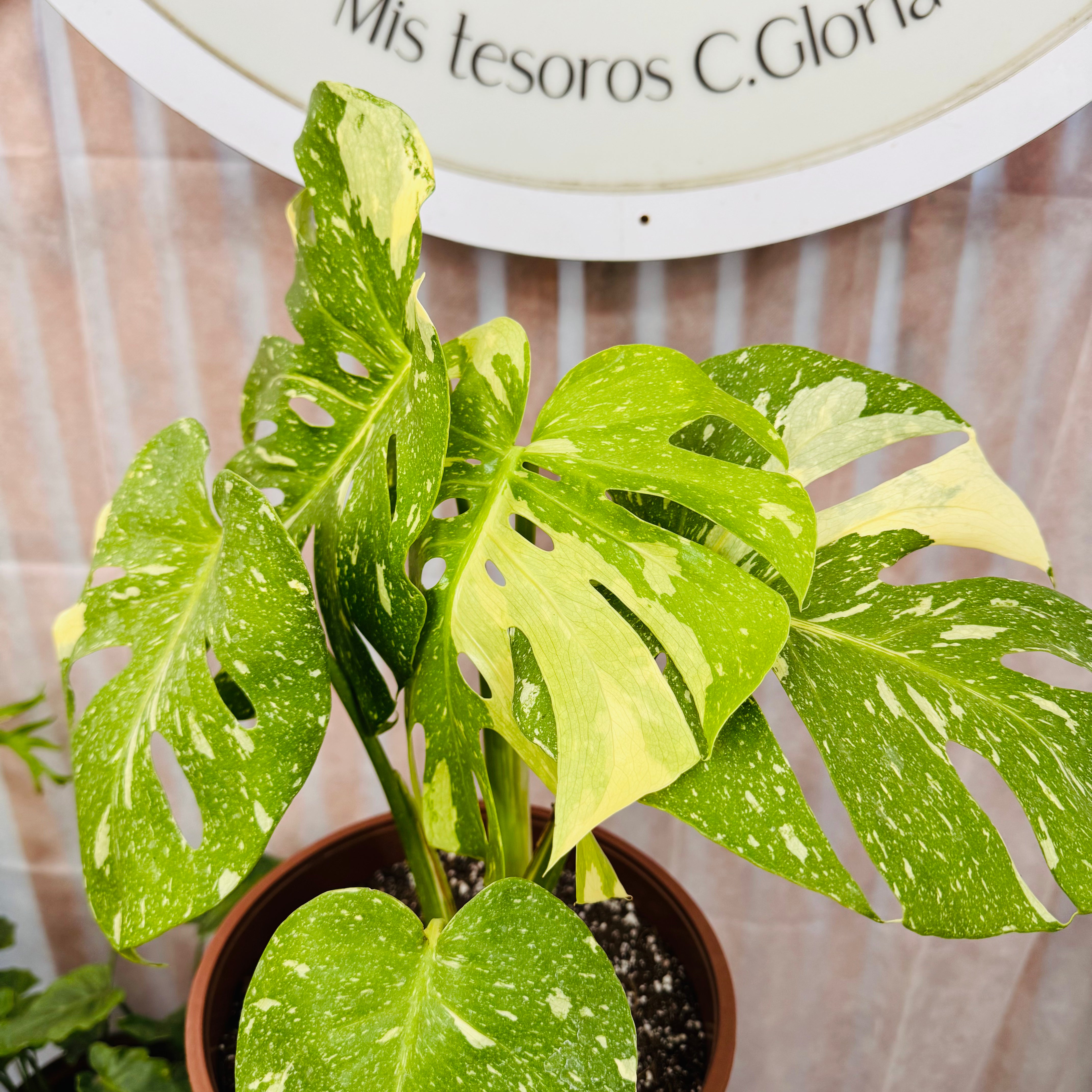 Vivero Mis Tesoros C Gloria