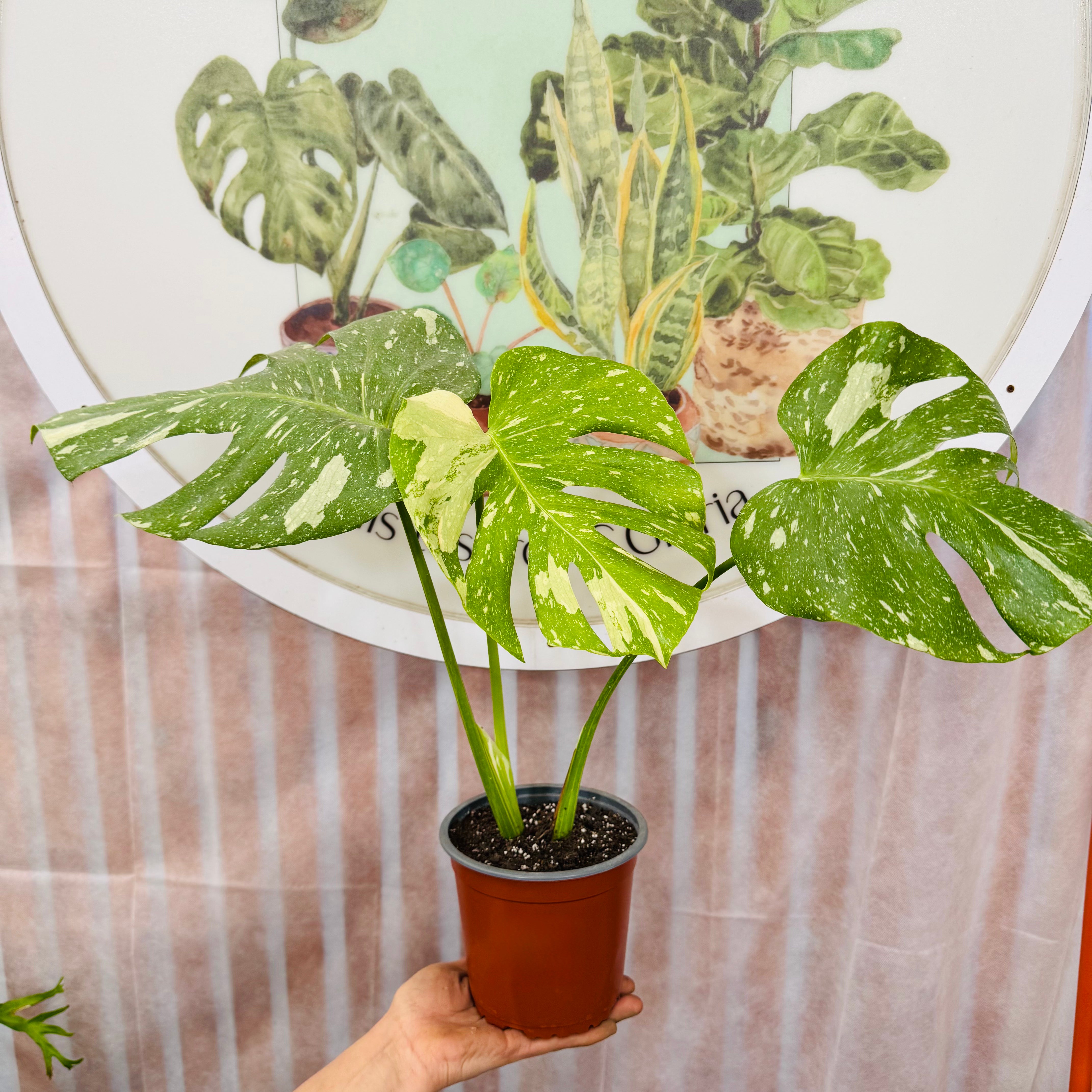 Monstera Thai Constellation