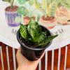 Sansevieria Green Hannhi