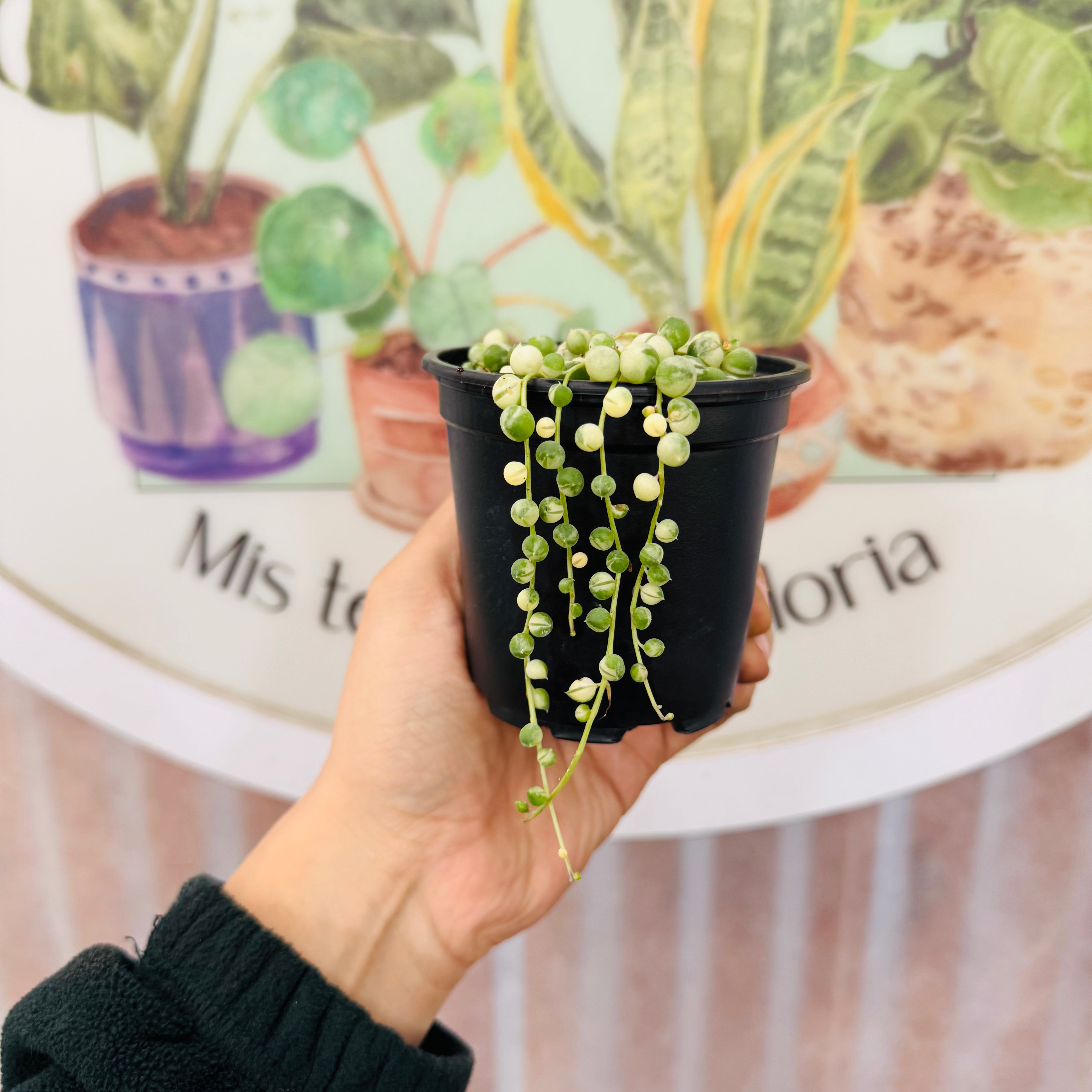 Senecio Rowleyanus Variegado (Rosario )