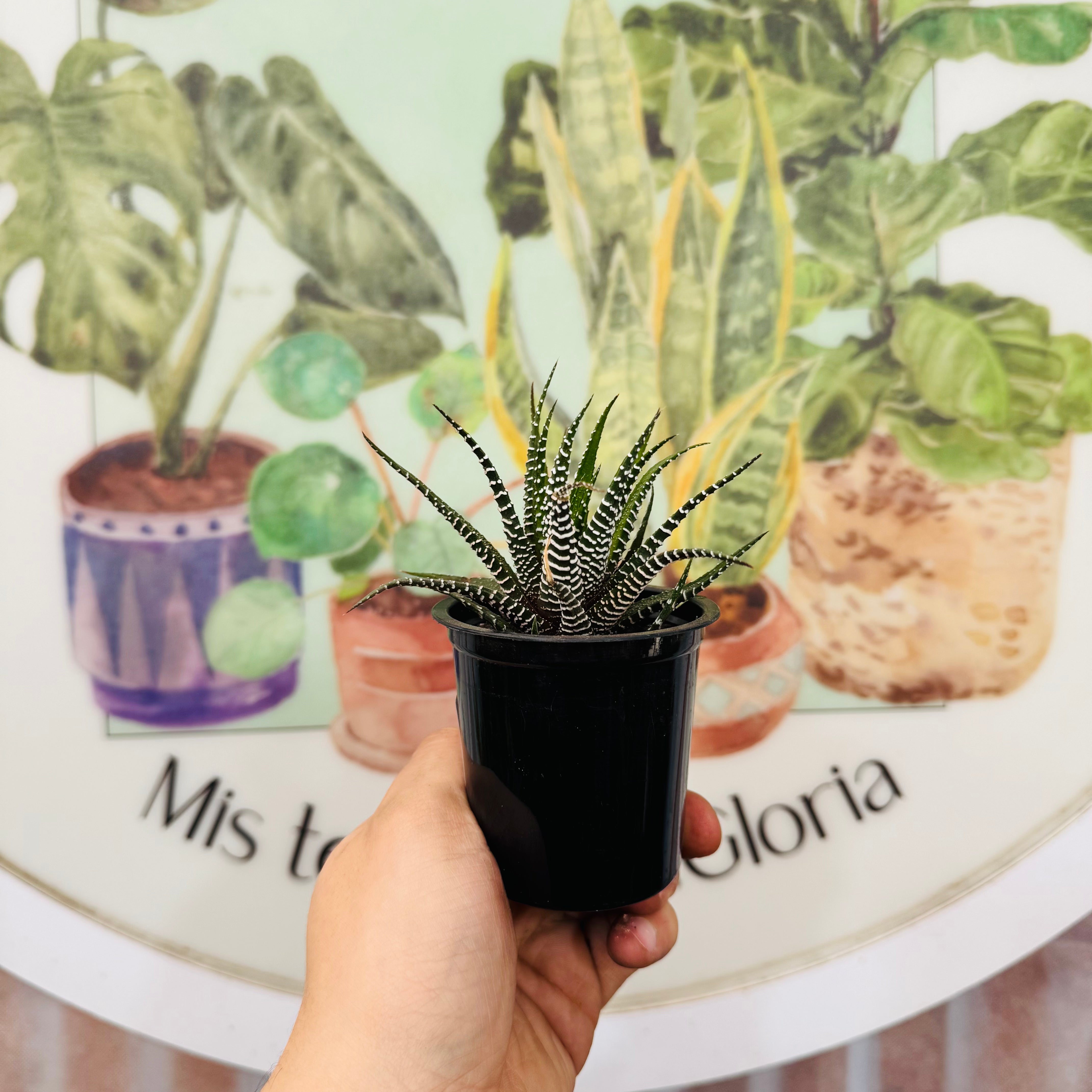 Haworthia Attenuata 
