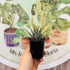 Haworthia Attenuata "Zebrina"