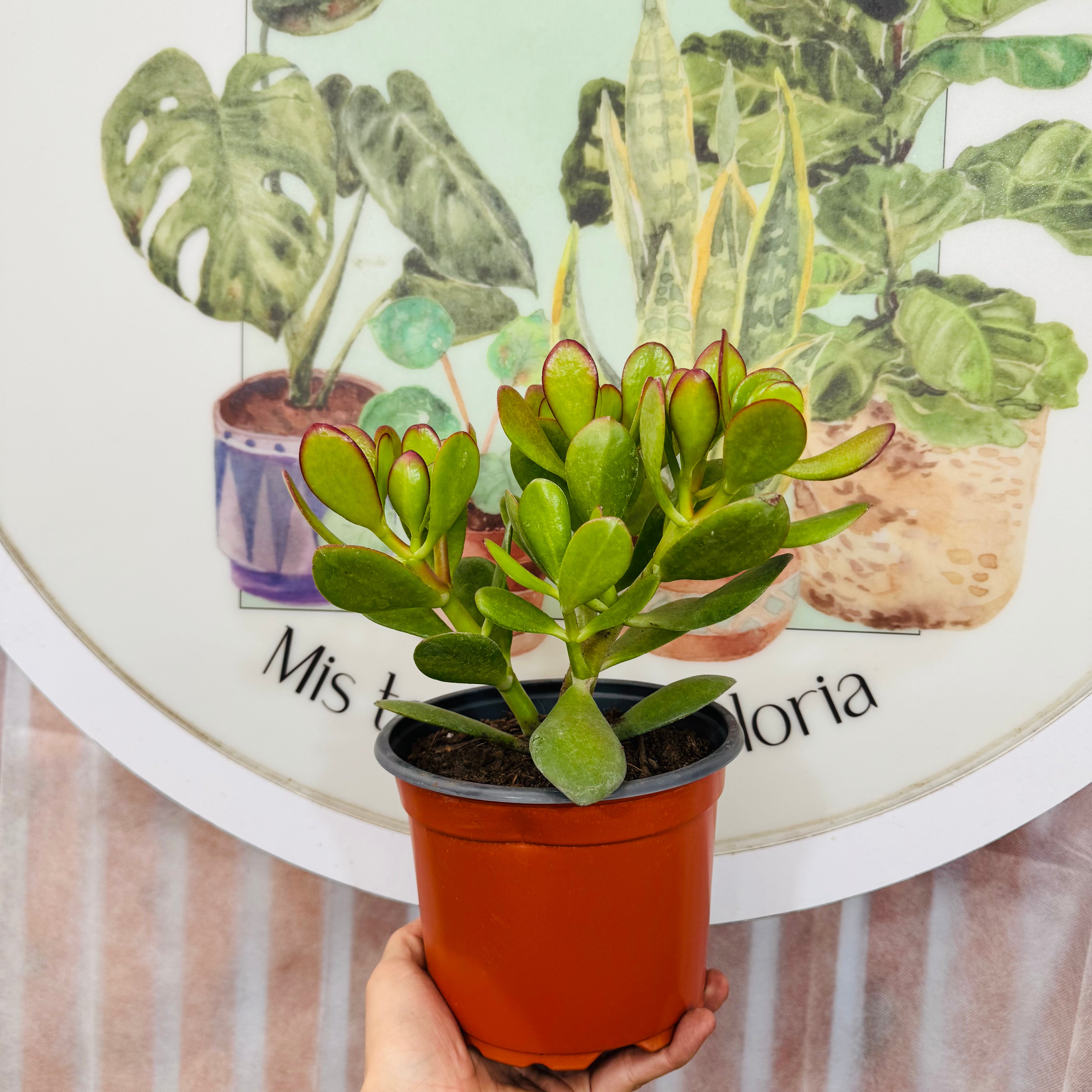 Crassula Ovata "Jade"