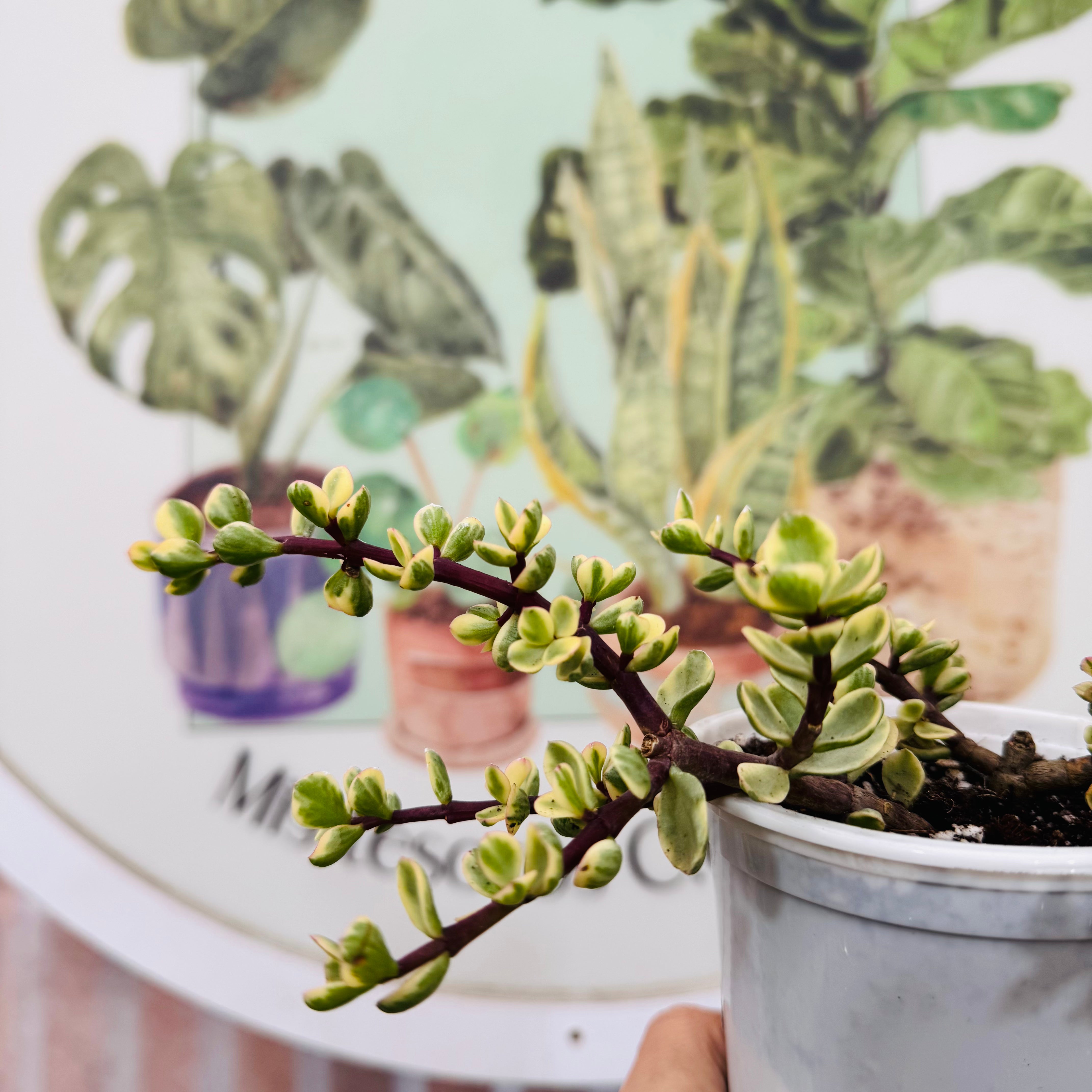 Portulacaria Afra Variegada "Jade palo chino"