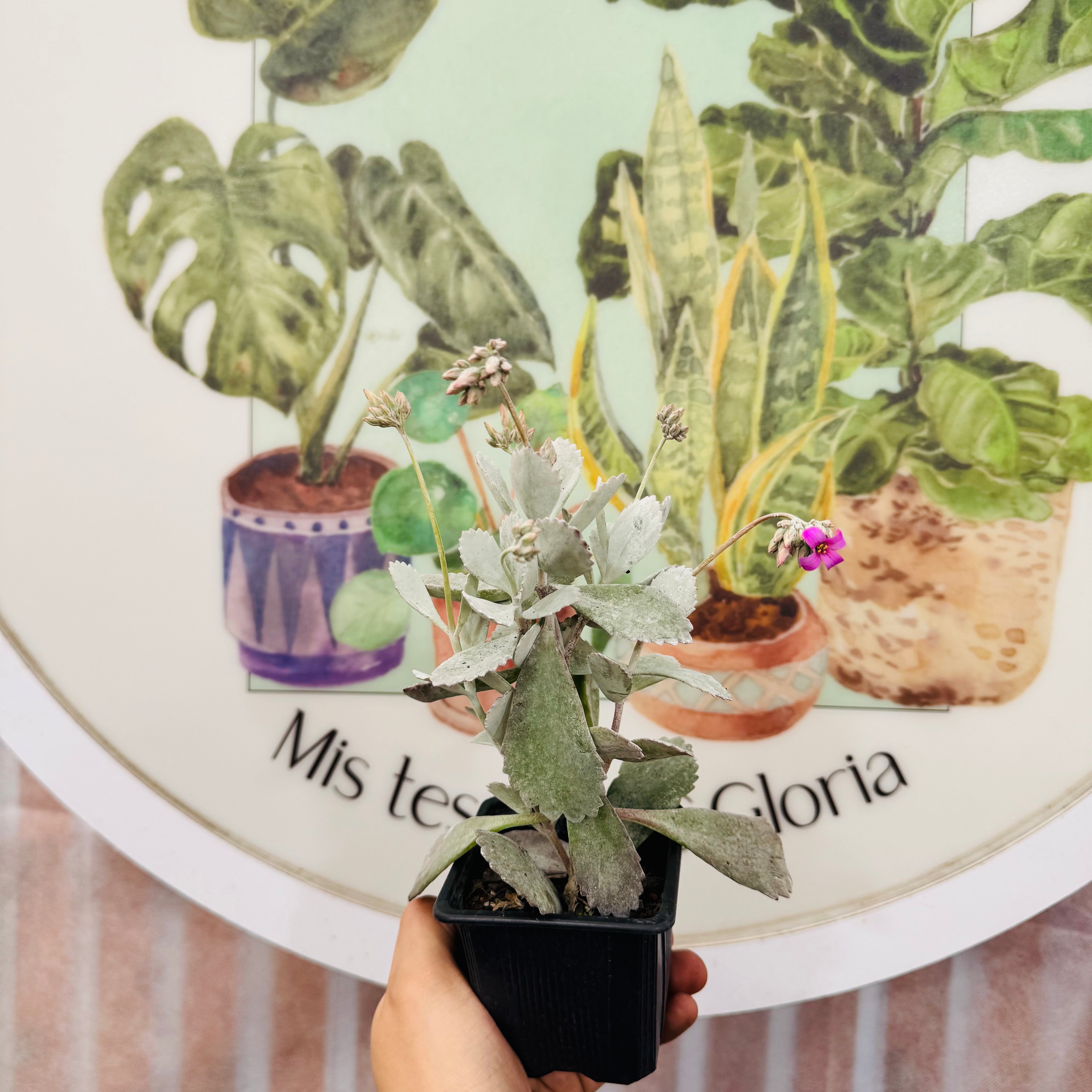 Kalanchoe Plumilla Pink Rosa