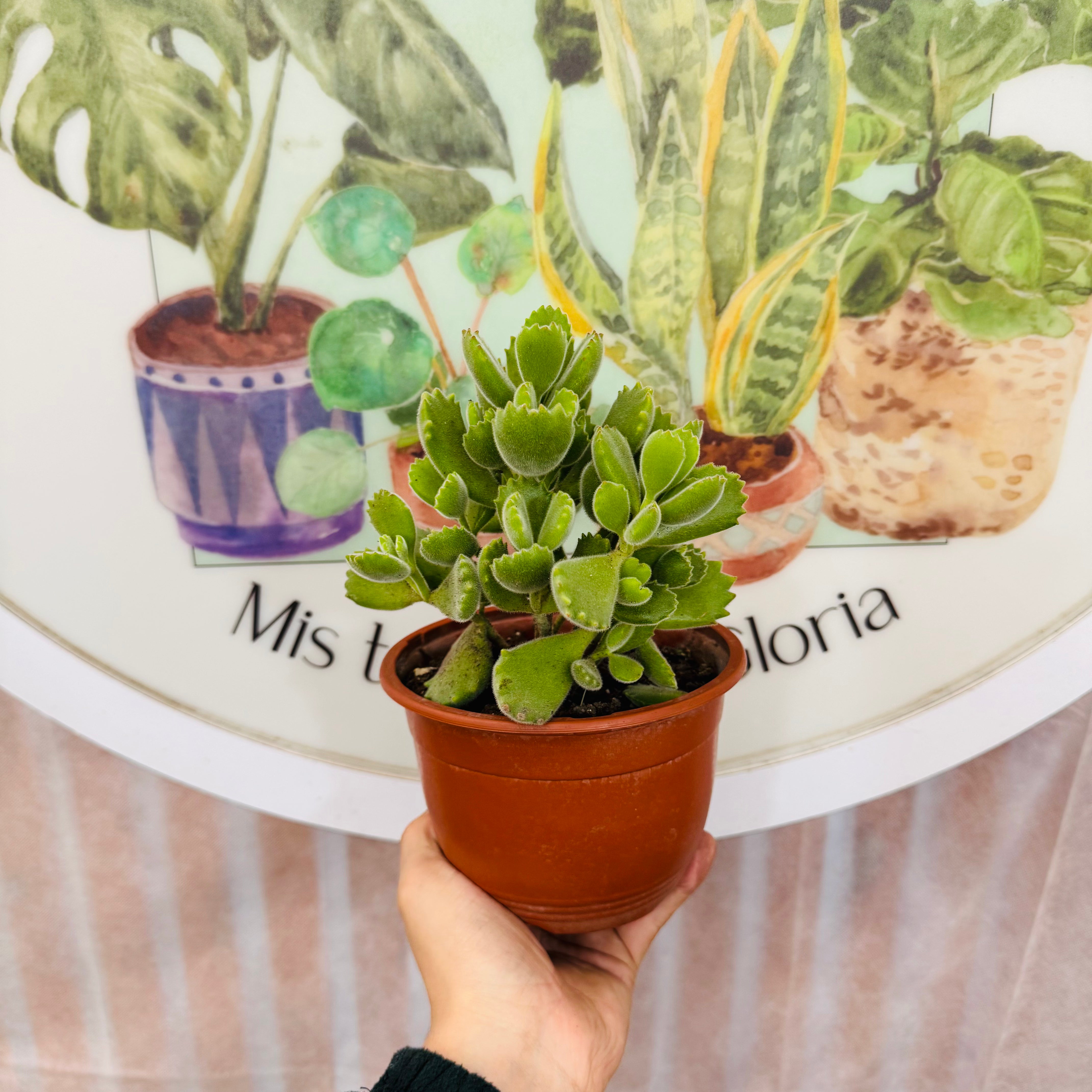 Cotyledon Tomentosa "Garrita de Oso"