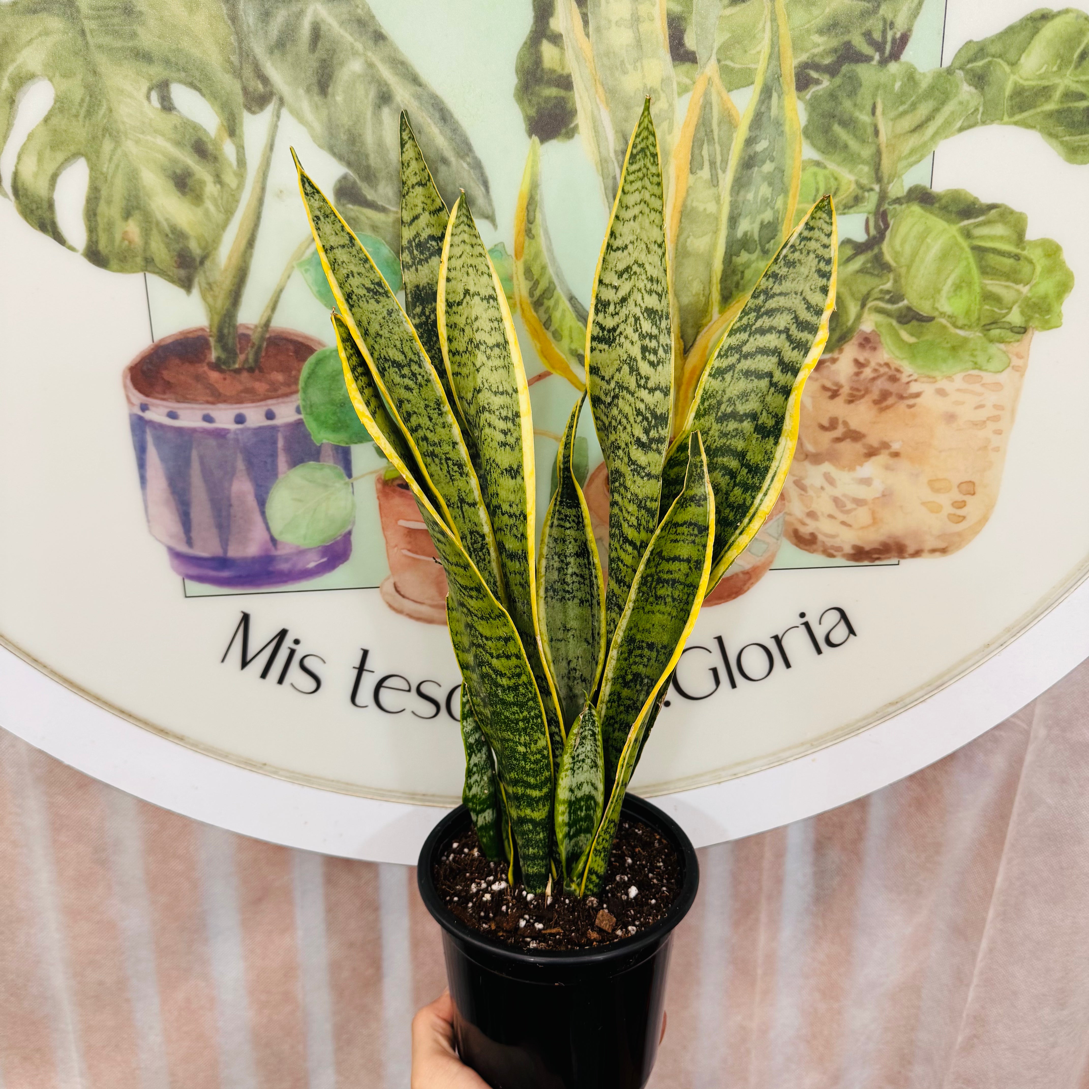 Sansevieria Laurentii 