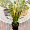 Sansevieria Laurentii "lengua de suegra"