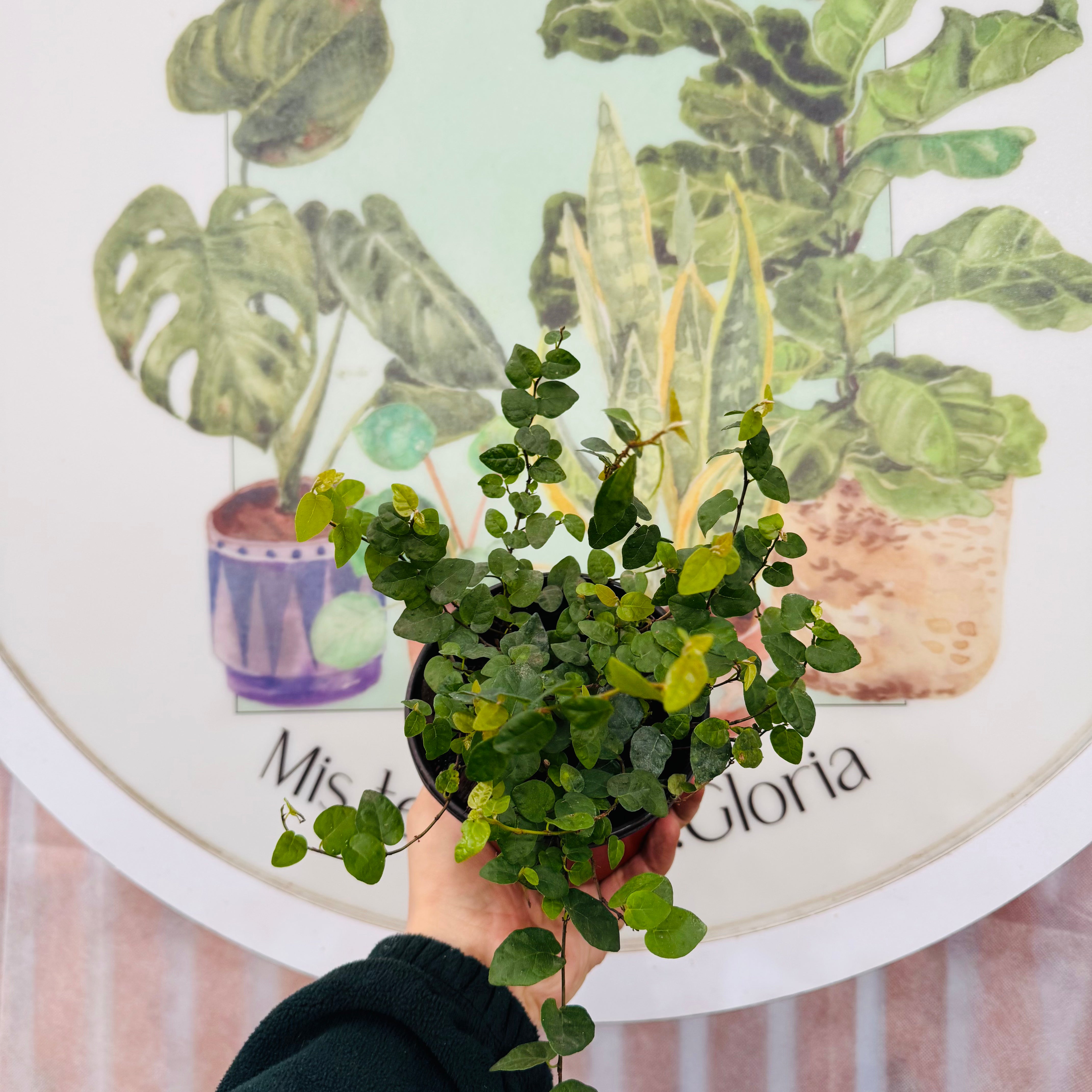 Ficus Repens