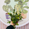 Ficus Repens