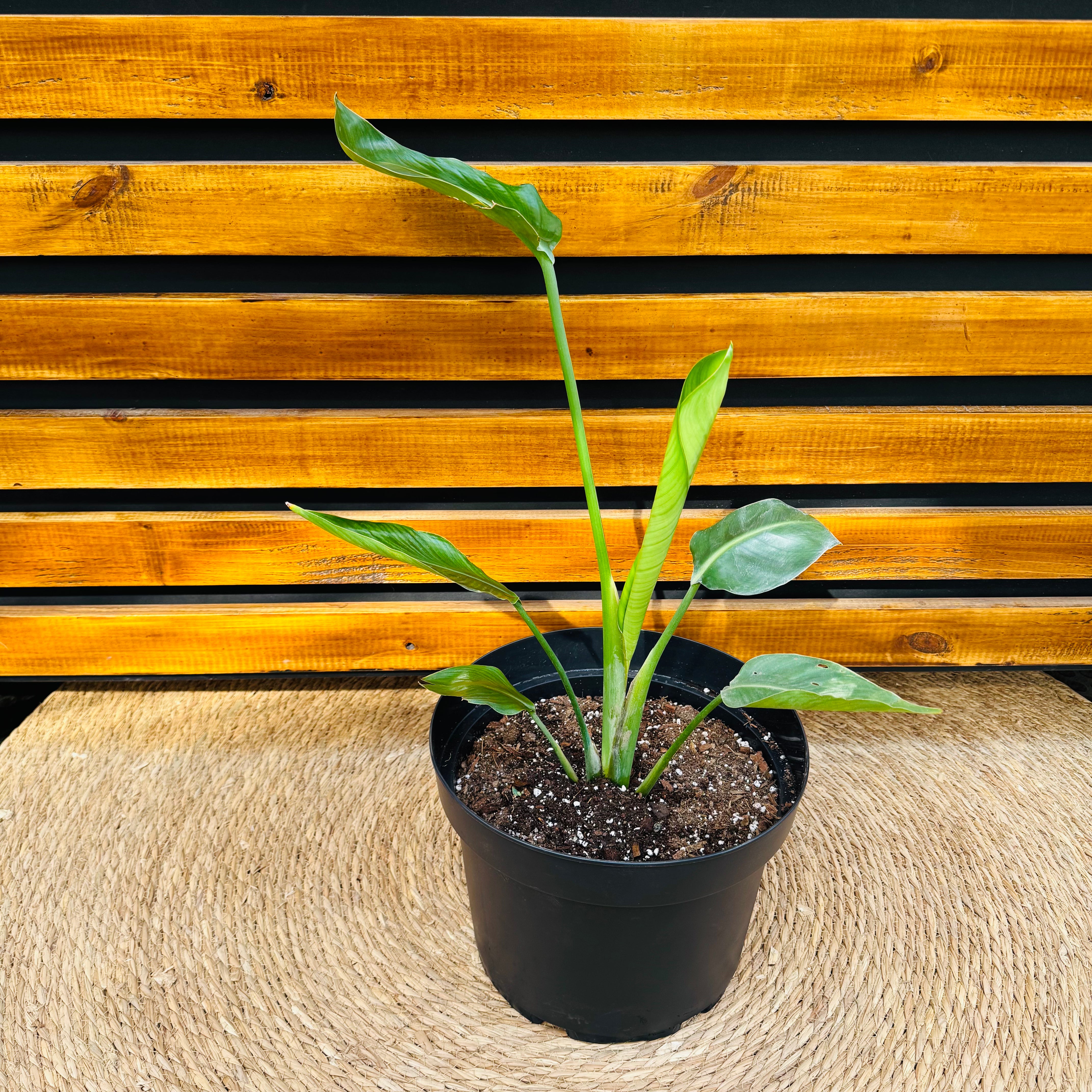 Strelitzia Nicolai - Flor del pájaro azul