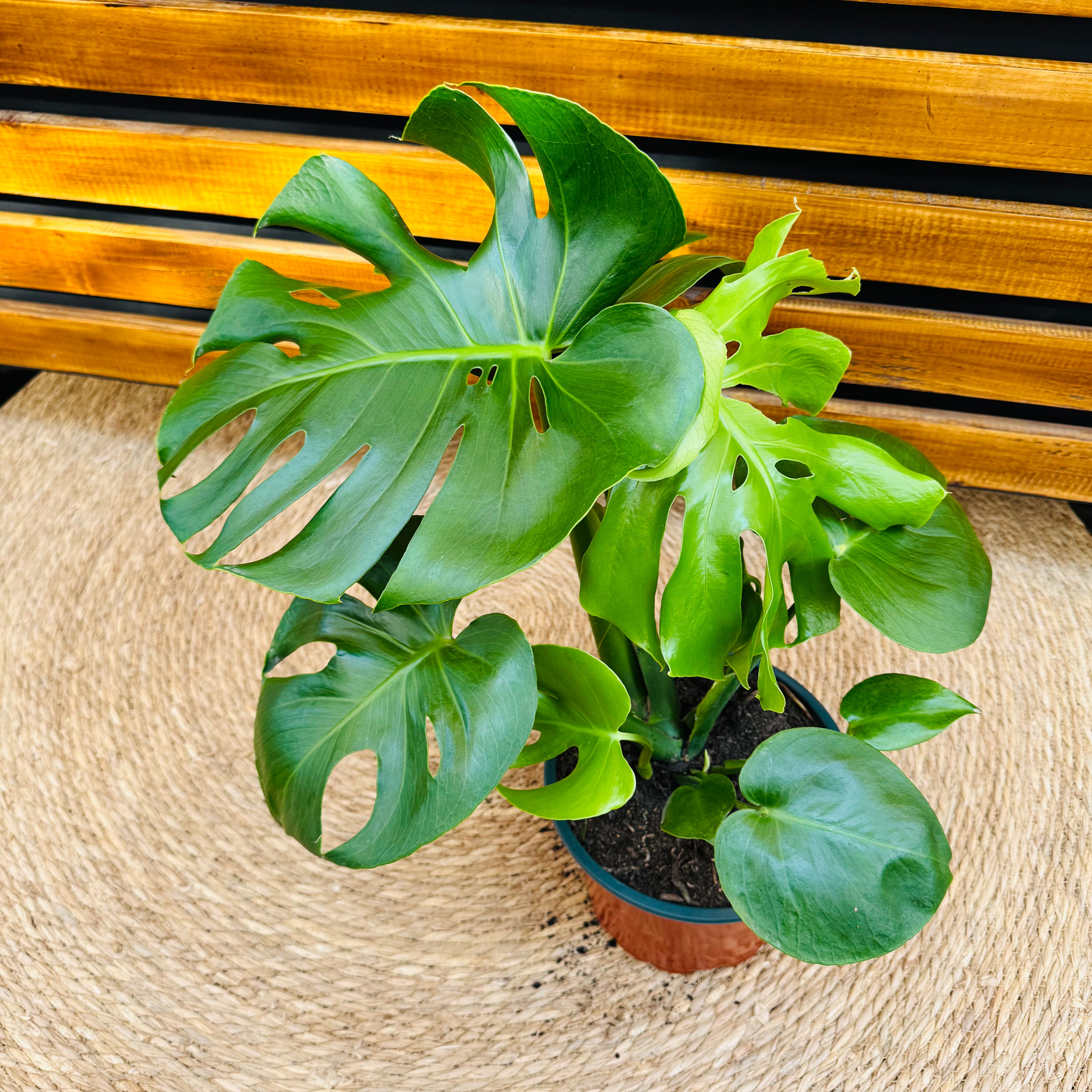 Monstera Deliciosa