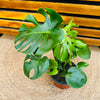 Monstera Deliciosa