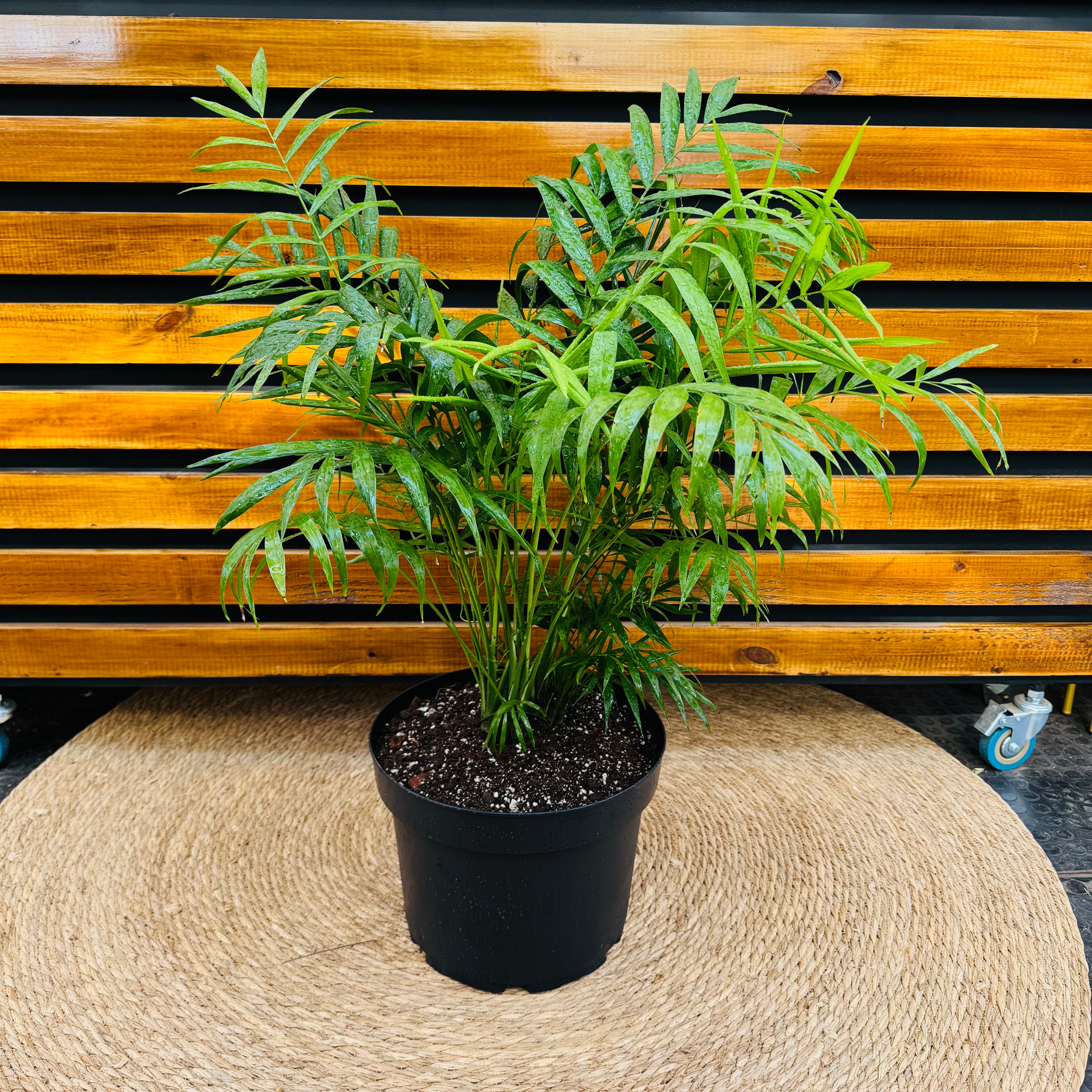 Chamadorea Elegans LL