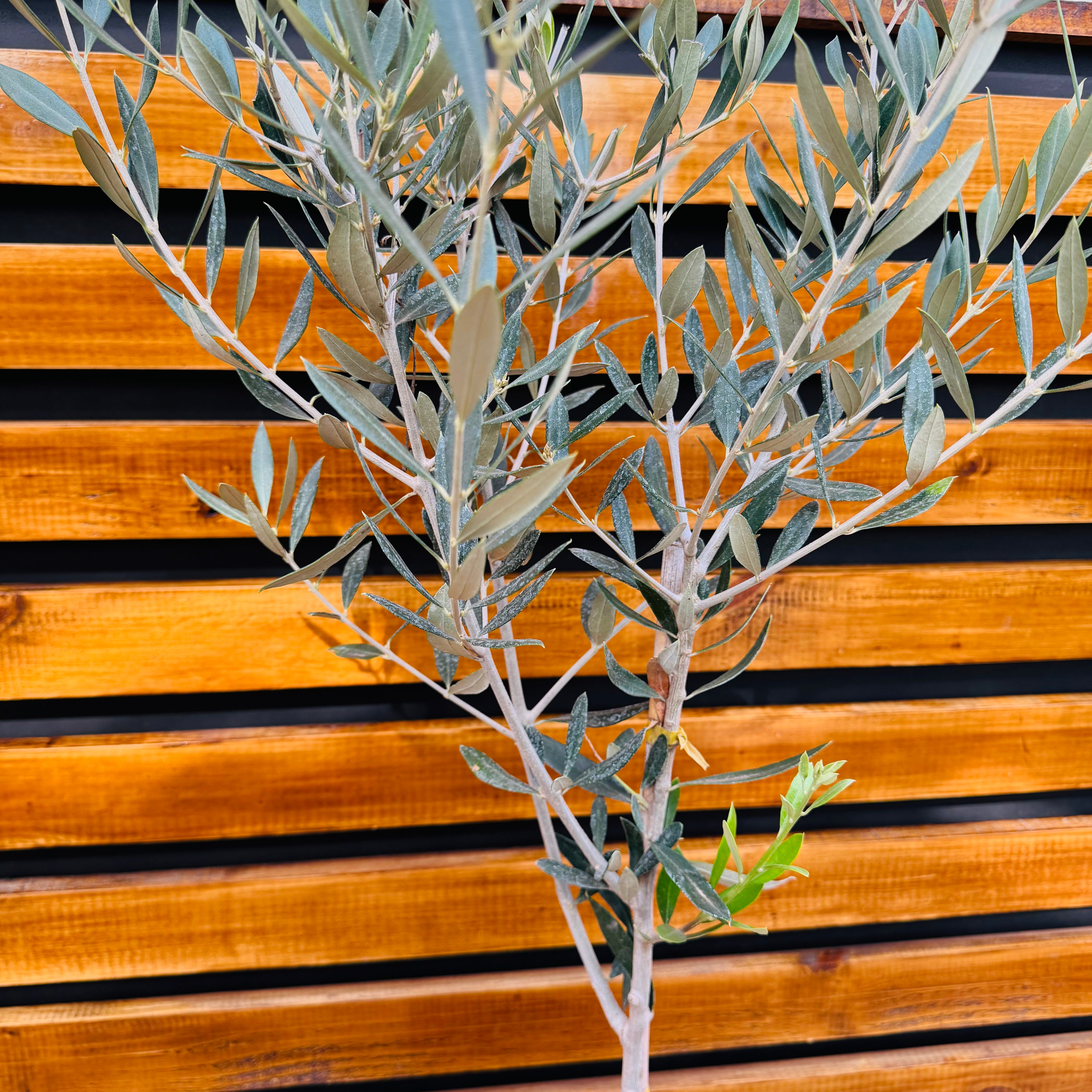 olivo 90-100 cm de alto