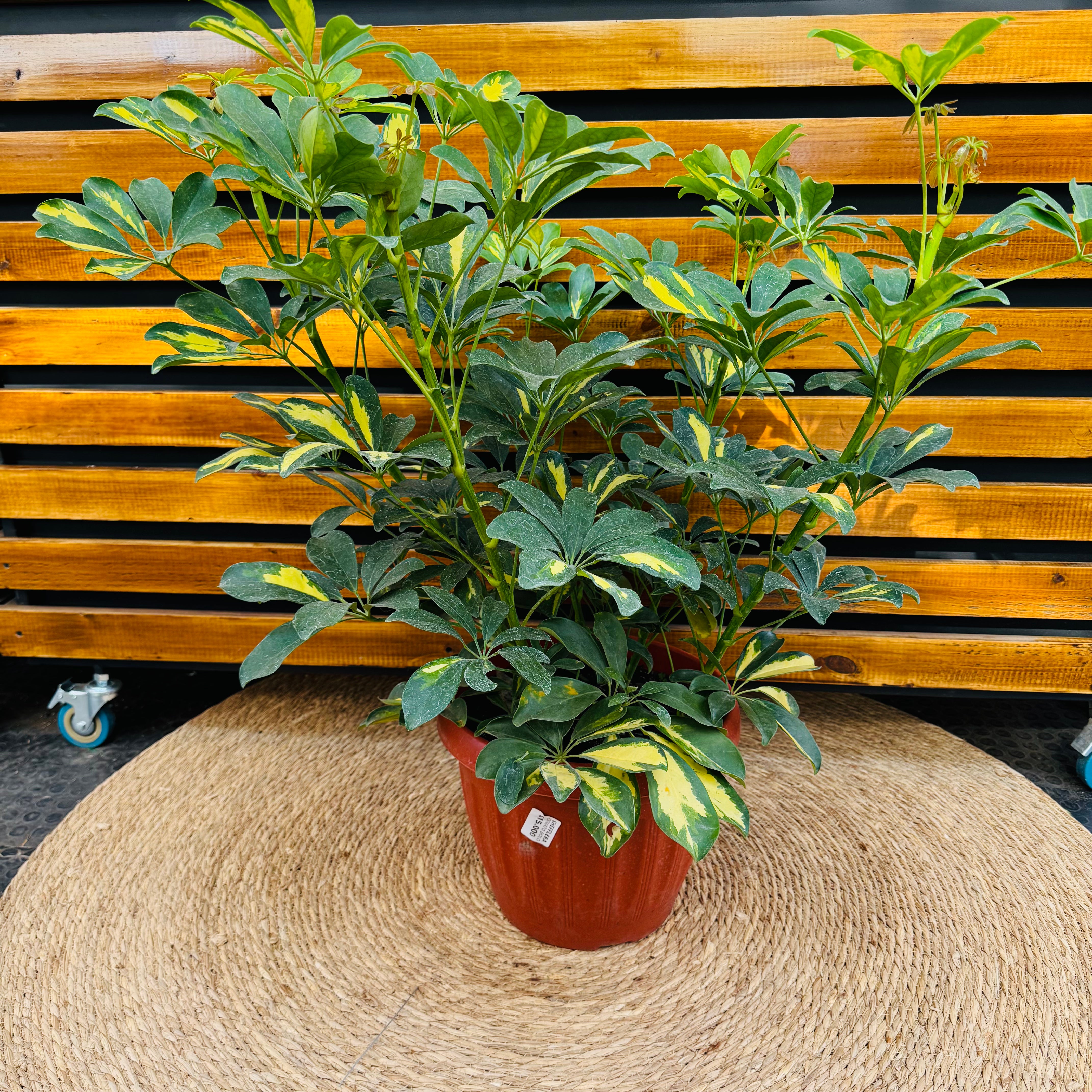 Shefflera Frondosa 