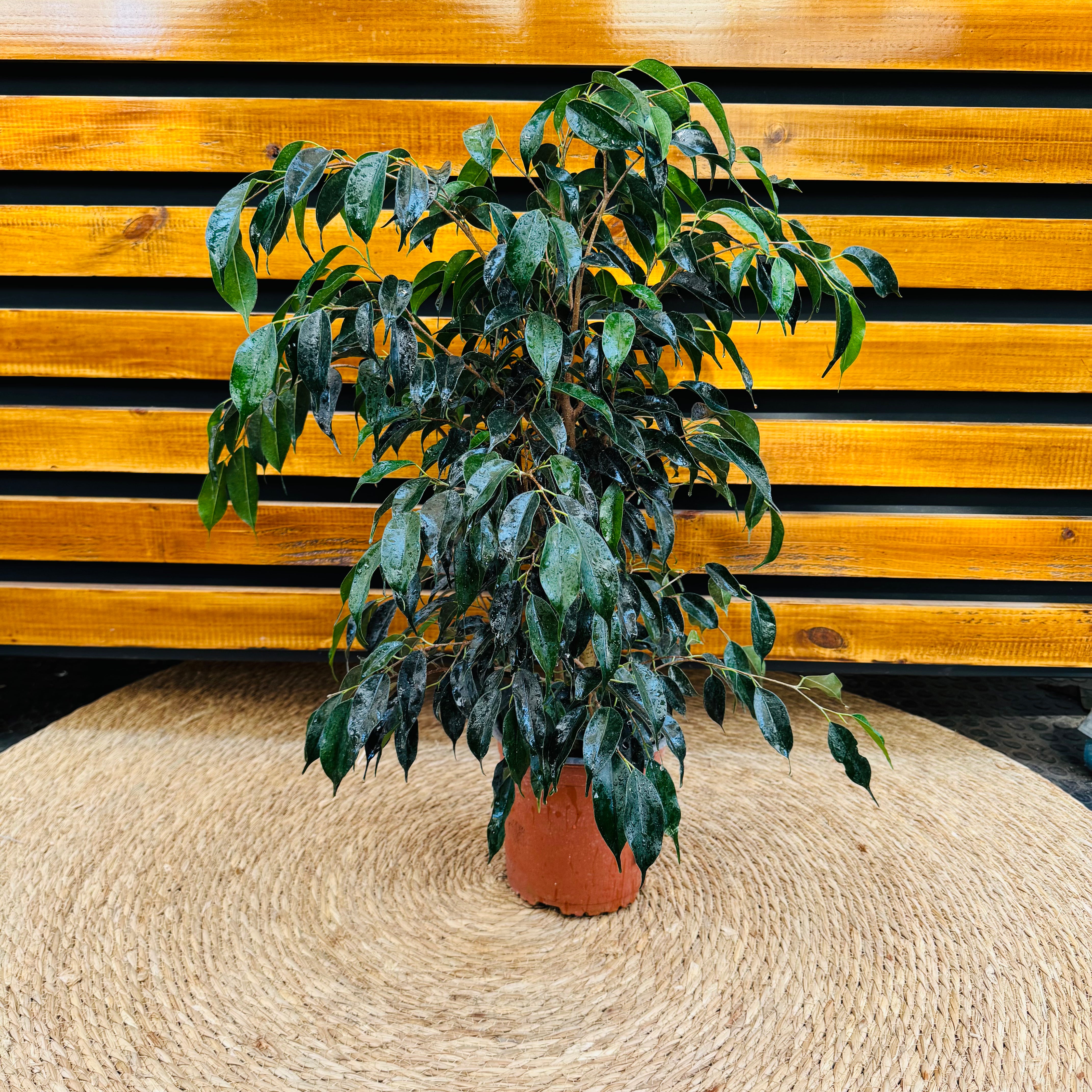 Ficus