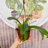Platycerium Bifurcatum (Cuerno de Alce)