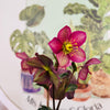 Helleborus - Rosa de invierno