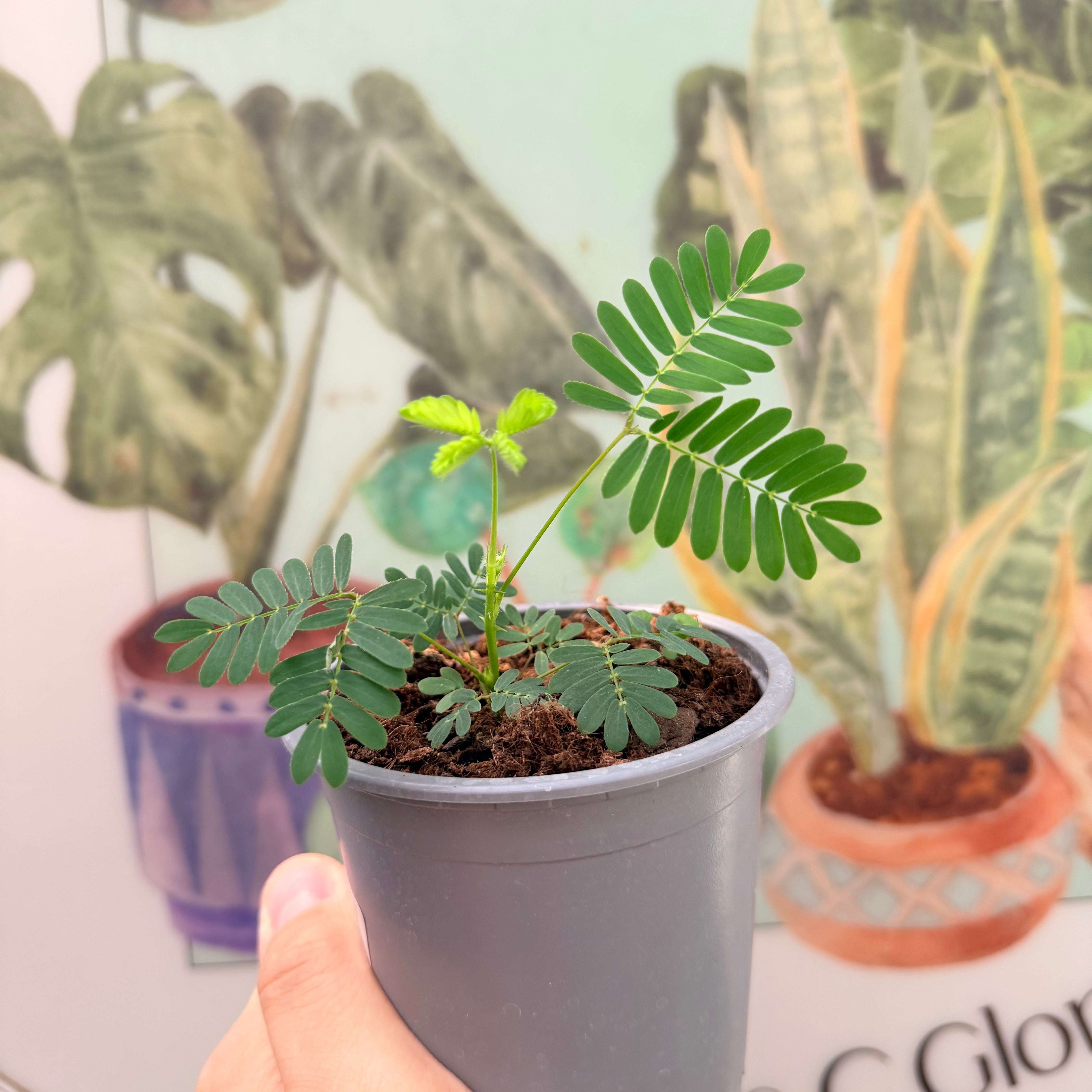 Mimosa Púdica - Sensitiva