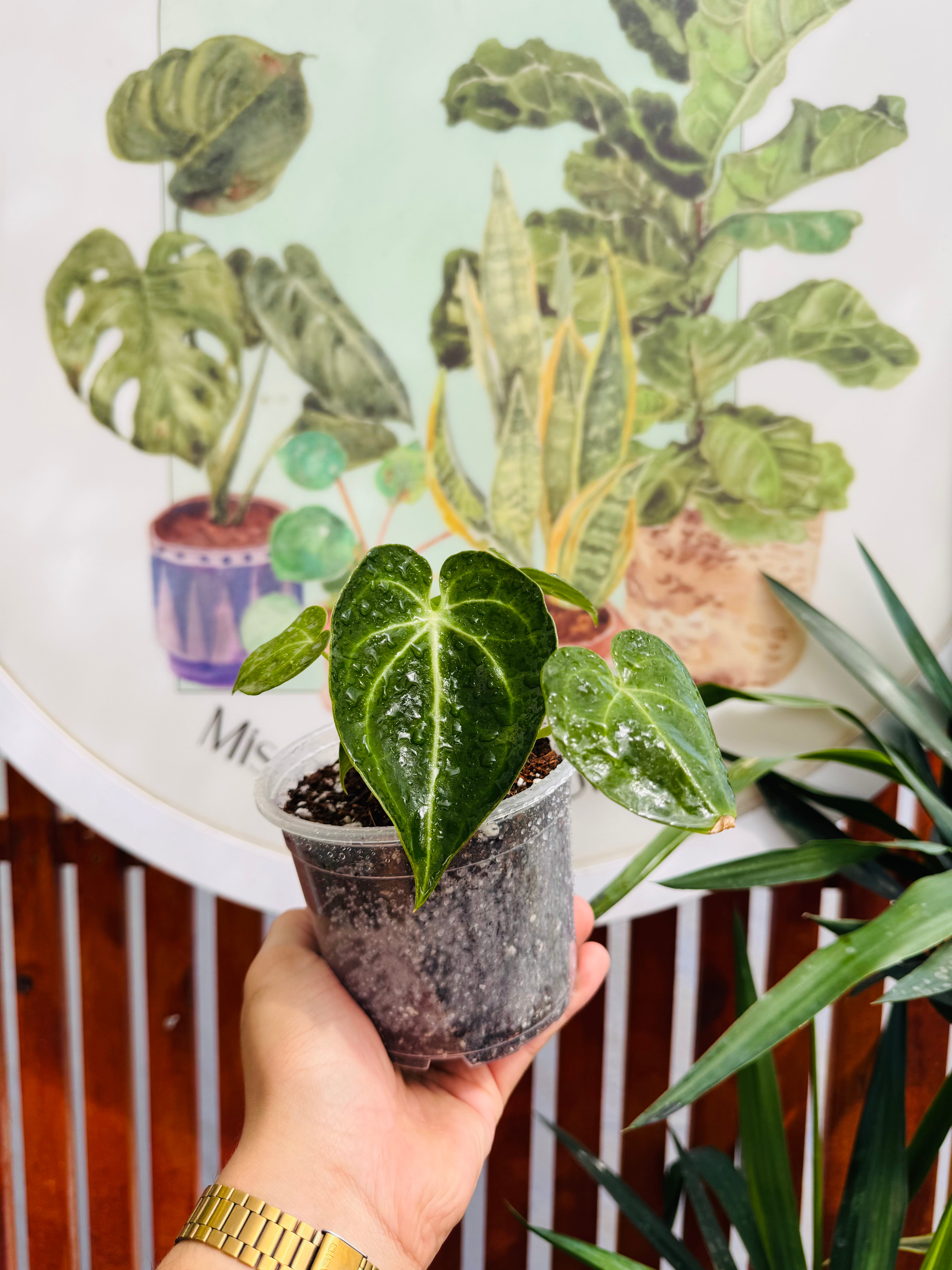 Anthurium Clarinervium