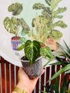 Anthurium Clarinervium