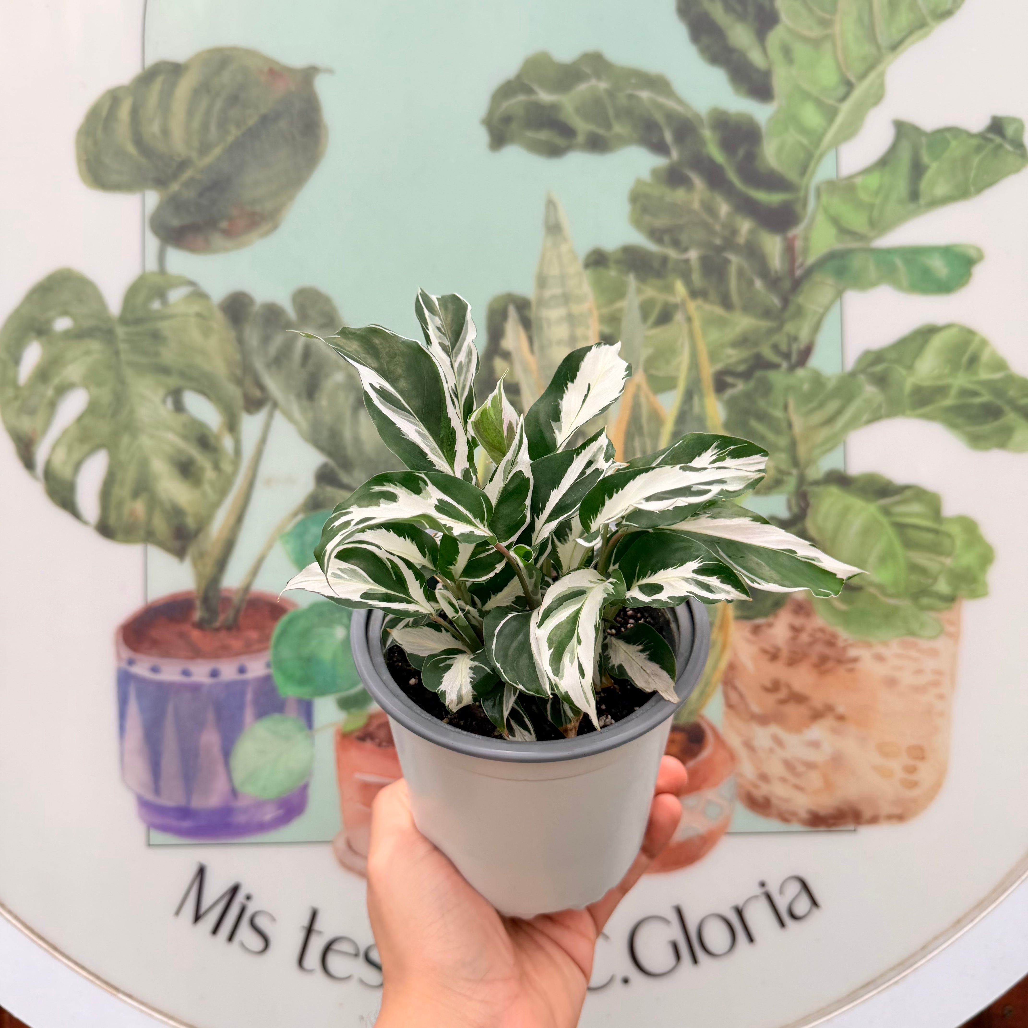 Calathea White Fussion