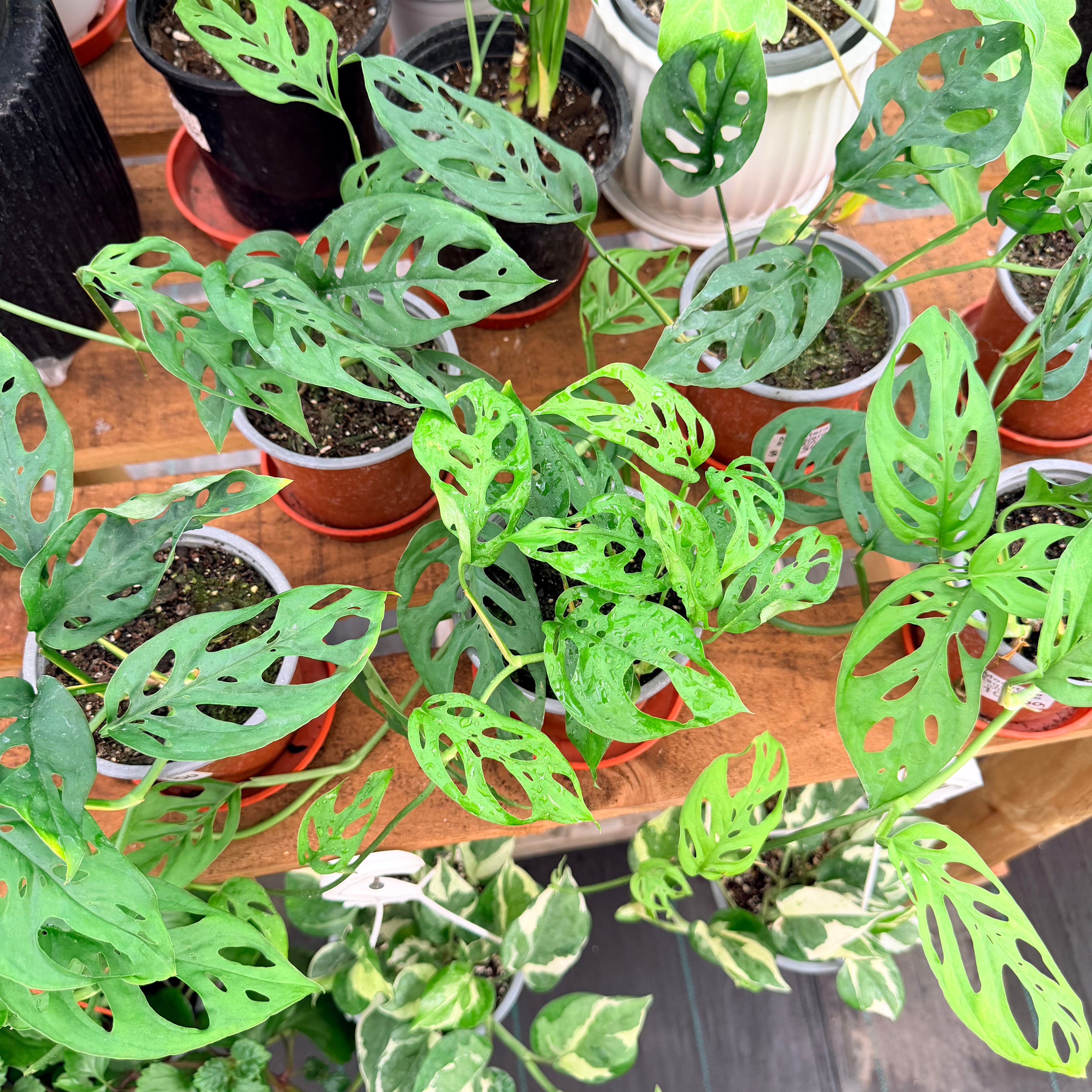 planta monstera esqueleto Monstera Esqueleto – Vivero Mis Tesoros C Gloria