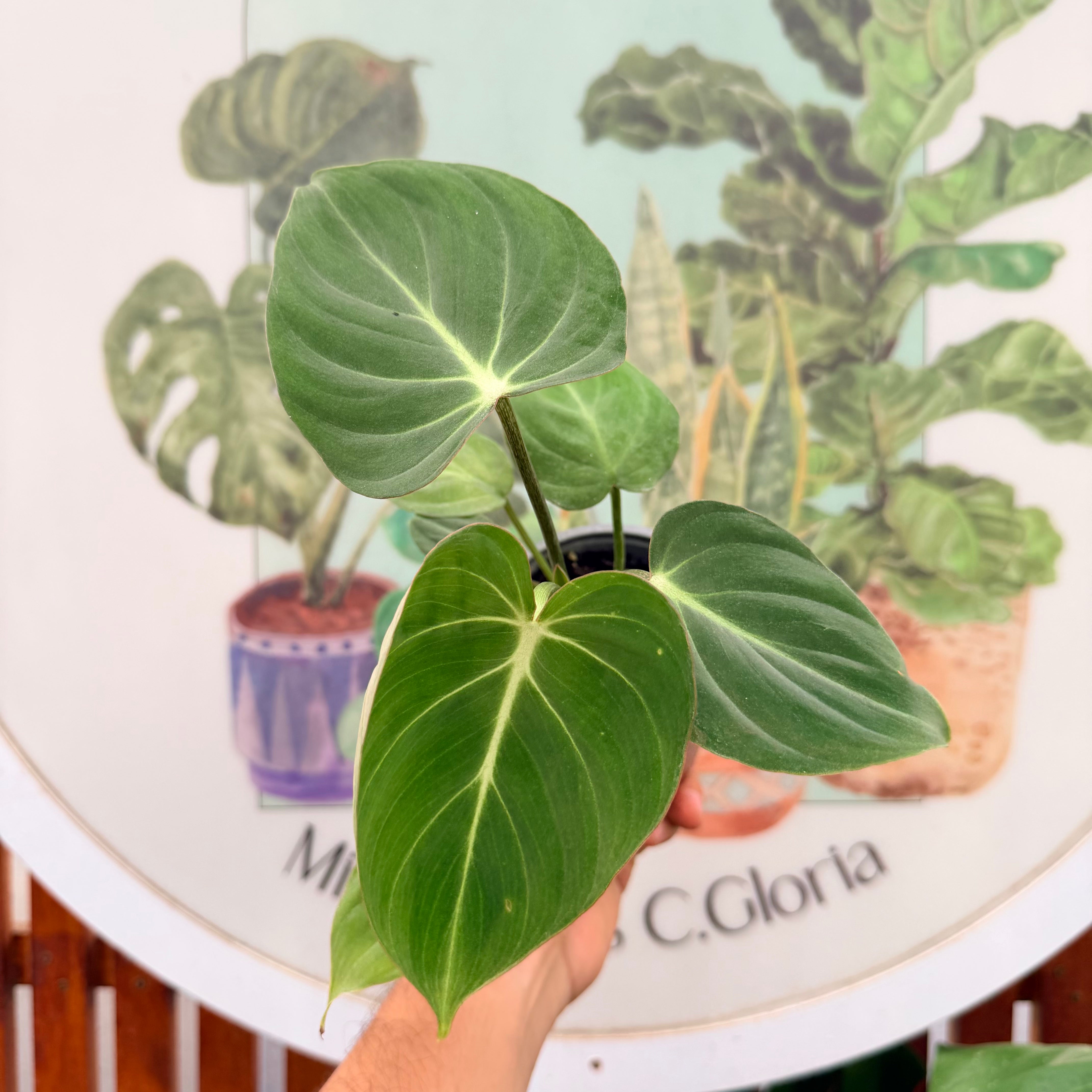 Filodendro Gloriosum Dark