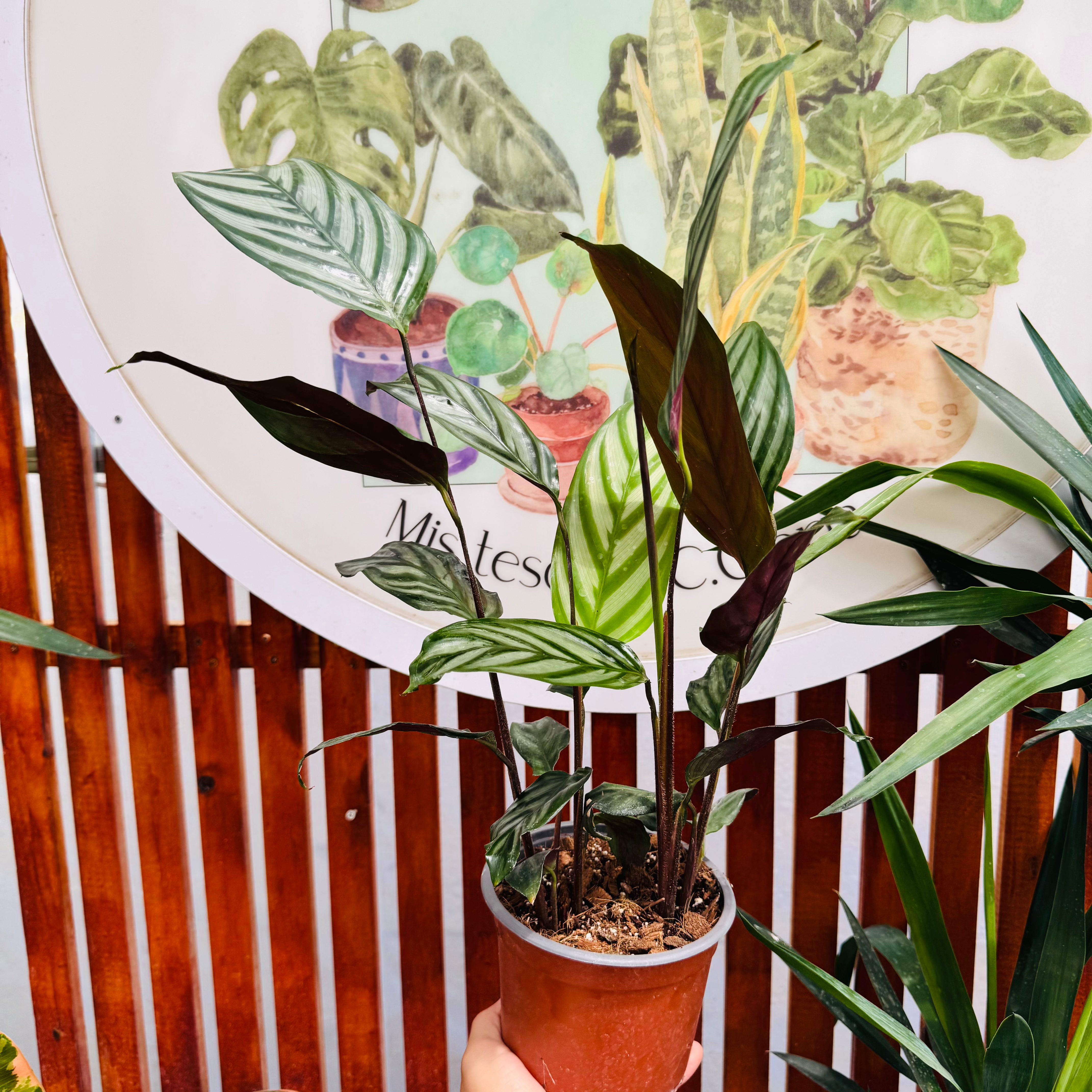 Maranta Setosa